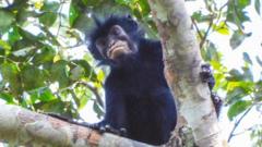 New monkey species with orange lips found ‘hiding’ in DR Congo forest
