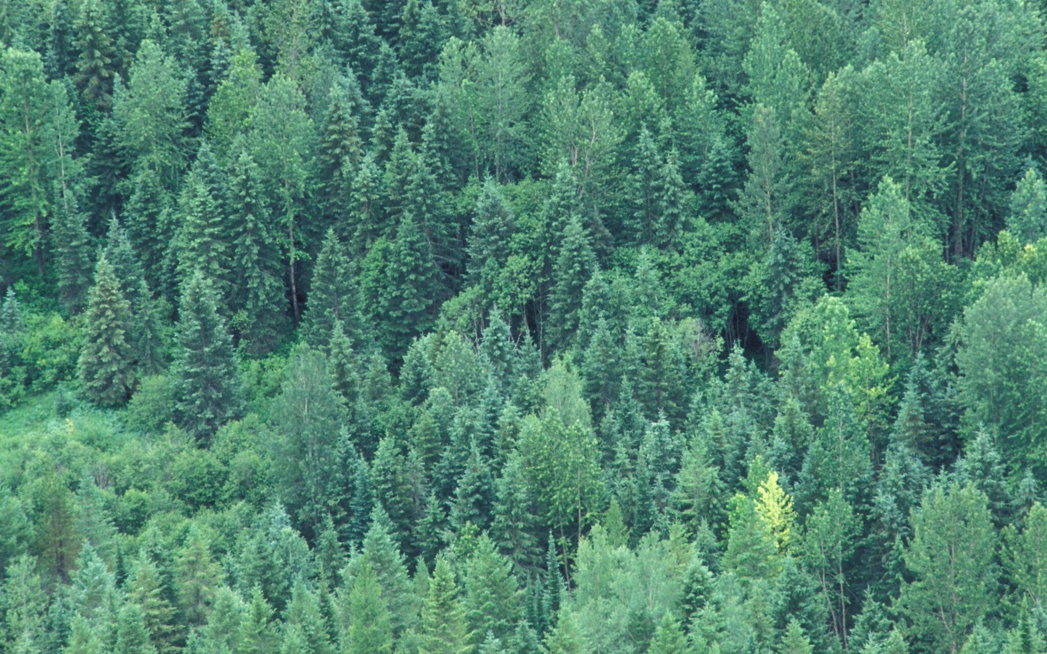 CSOs launch Nigeria’s forest, climate journalism fellowship