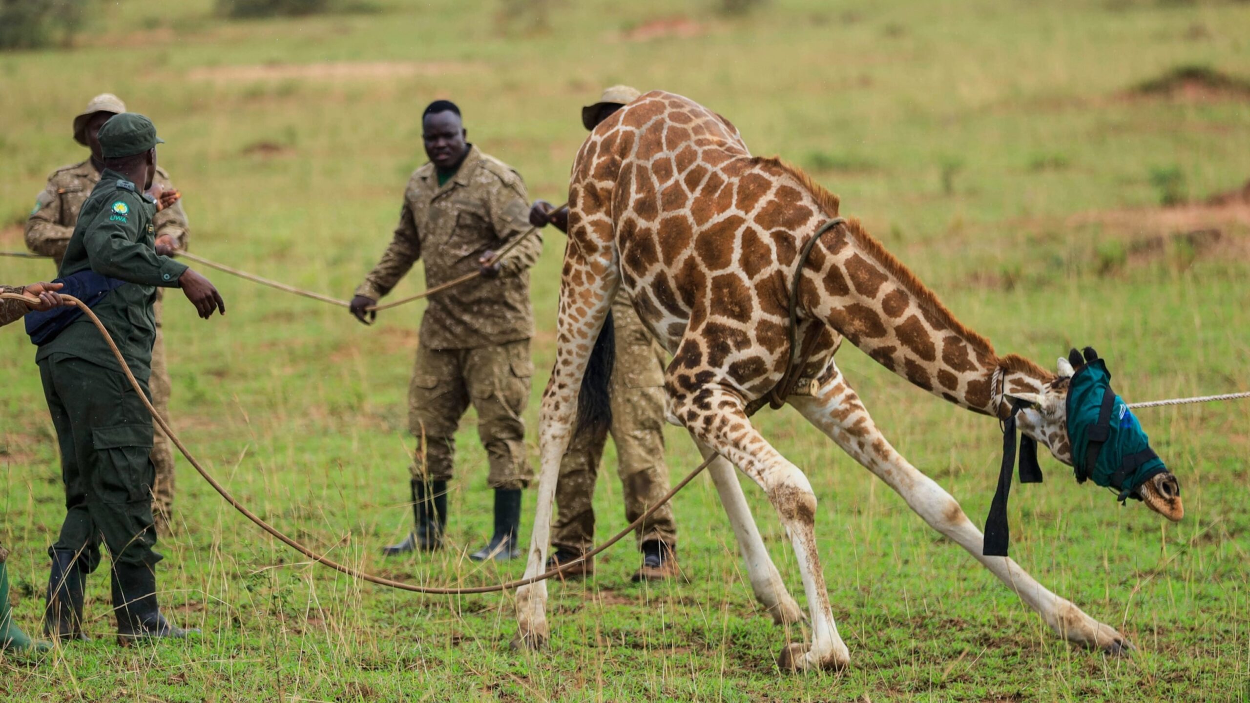 Giraffes given a new home in Uganda to escape oil drilling in the country’s largest park