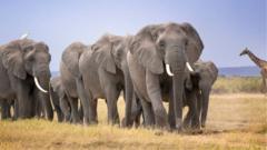 Mysterious deaths of elephants in Kenya prompts urgent inquiry