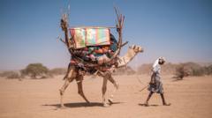 Even camels can’t cope: Africa’s ships of the desert hit by rising temperatures