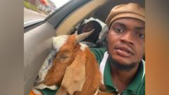 The goat is now a celebrity – how this Nigerian graduation gift went viral